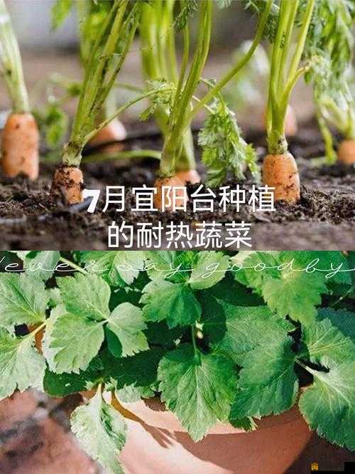 秋葵茄子丝瓜香瓜榴莲大全：各种蔬果的详细介绍与特点分析